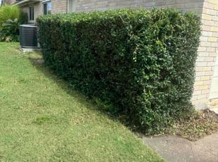 Bush Trimming by Flor Rodas for Corey S. in Spring, TX