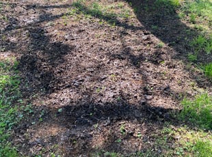 Leaf Removal by EL AllA-MuAmAd for James P. in Charlotte, NC