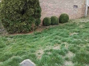 Bush Trimming by Greg & Nikki McNichols for Asongafec N. in Franklin, TN
