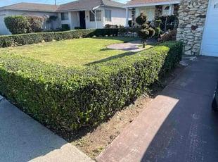 Bush Trimming by Fernando Gomez Rodriguez for Mika B. in Compton, CA