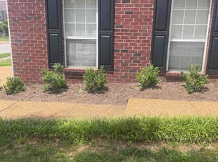 Bush Trimming by Lora Thoren for Brandon A. in Franklin, TN