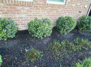 Weeding by Icaro Dos Santos for efua t. in Frederick, MD