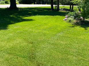 Brandall L.'s Lawn Mowing Service service result