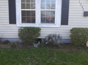 Bush Trimming by Gary Cooper for Markayla H. in Chesapeake, VA