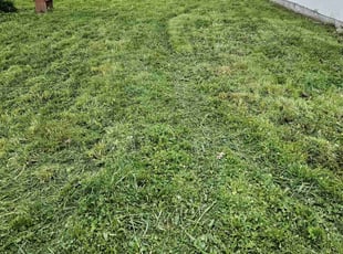 Michelle B.'s Lawn Mowing service result