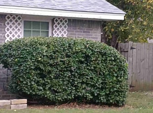 Bush Trimming by Dustin McGregor for Shelley G. in Norman, OK