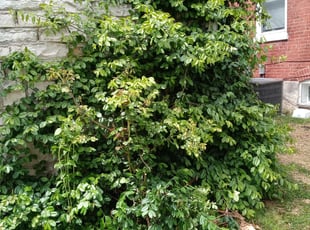 Bush Trimming by Javonn Carpenter for Elizabeth W. in Saint Charles, MO