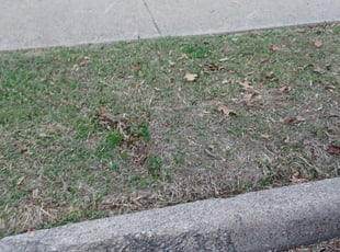 Leaf Removal by Shawn Burt for Daniel S. in Rowlett, TX