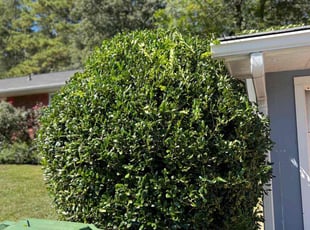 Bush Trimming by Michael Ferguson for Michael R. in Atlanta, GA