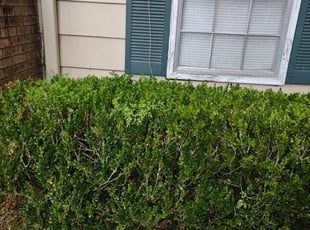 Bush Trimming by Brenda Fulton for Krystian S. in Tallahassee, FL
