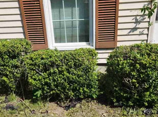 Bush Trimming by Anthony Beamon for David G. in Portsmouth, VA