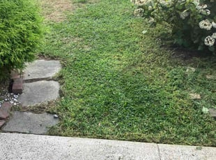 Goi W.'s Lawn Mowing service result
