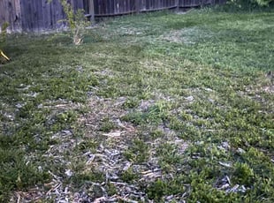 Aeration by Danelle Soriano for Lidia W. in Roseville, CA