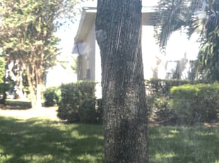 Bush Trimming by Brandon Mcgiboney for Seth B. in Windermere, FL