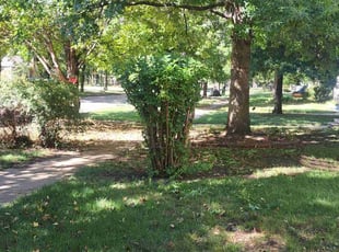 Bush Trimming by William Beacham for Jessica M. in Wichita, KS