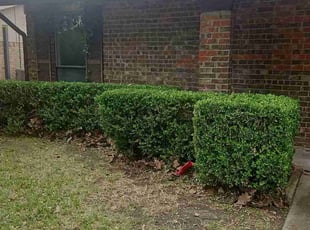 Bush Trimming by Manuel Solis Soto for Billy T. in Plano, TX