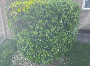 Bush Trimming by Bryan Oren for Michael F. in Chesapeake, VA