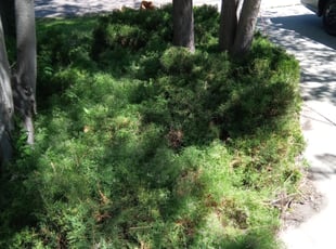 Bush Trimming by Tom Davis for Jill M. in Wheat Ridge, CO