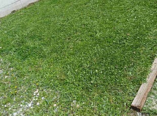 Elliott B.'s Lawn Mowing service result