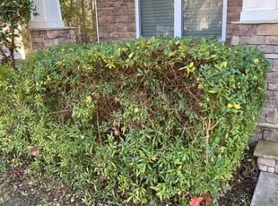 Bush Trimming by Chad Mullins for Kathryn G. in Holly Springs, NC