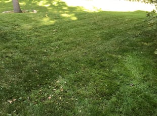 Leaf Removal by Ian Canfield for Rajinder D. in Minneapolis, MN