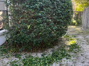 Bush Trimming by Josue Nunez for Alicia C. in Casselberry, FL