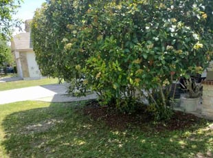 Bush Trimming by Jeronimo Barrientos for Misty M. in Kyle, TX