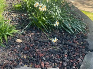 Weeding by Gilbert Osorio for William W. in Alexandria, VA