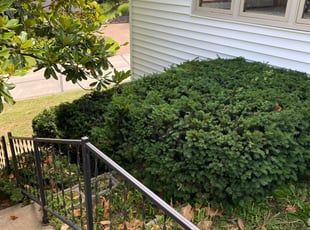 Bush Trimming by Mark Brison for Laurie B. in St. Louis, MO
