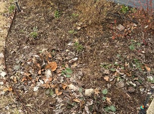 Leaf Removal by M D for Jenn Y. in Tulsa, OK