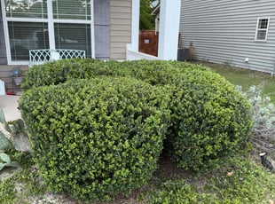 Bush Trimming by Amelia Brown for Delton W. in Blythewood, SC