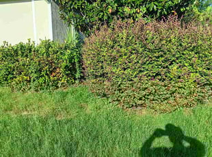 Weeding by Jason Fisher for Maria M. in Jacksonville, FL