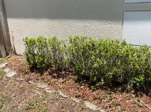 Bush Trimming by Ramon Taguja for Kara D. in Riverview, FL