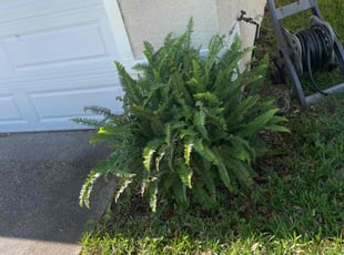 Leaf Removal by Onel Cherilus for Jonathan S. in Altamonte Springs, FL
