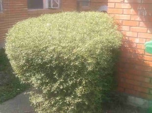 Bush Trimming by Jamell Mcgee for Anissa D. in Houston, TX