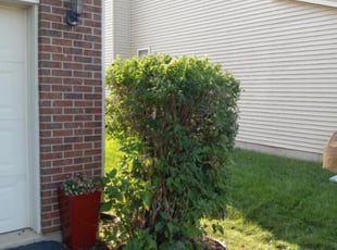 Bush Trimming by Elizabeth Garcia for Letitia G. in Aurora, IL