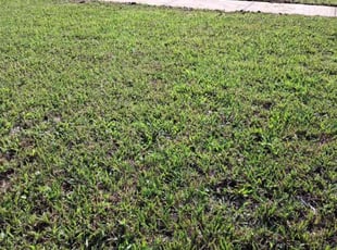 Jay P.'s Lawn Mowing service result