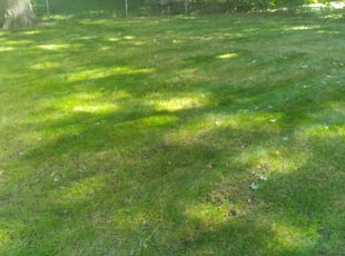 Leaf Removal by Nathan Downey for Teresa J. in Hazel Park, MI