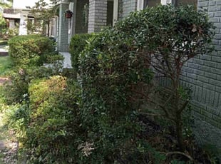Landscaping by Carmen Euell for Margaret G. in Memphis, TN