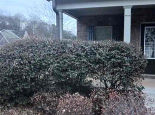 Bush Trimming by Michael Marshall for Chrissy T. in Buford, GA