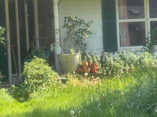 Tracey T.'s Lawn Care service result