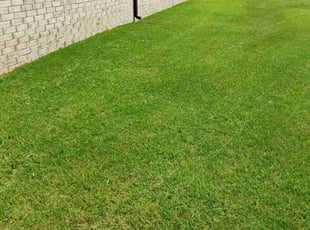 Corry L.'s Yard Cutting service result