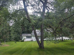 Andrea G.'s Yard Cutting service result