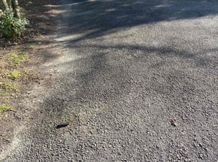 Leaf Removal by Brandon Russell for Ashley P. in Chesapeake, VA
