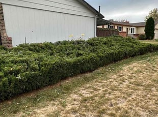 Bush Trimming by Justin Hands for Anne L. in Centennial, CO