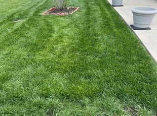 Dooki L.'s Lawn Mowing service result