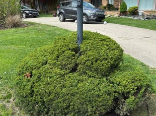 Bush Trimming by Laray Shipman for Telicia P. in Detroit, MI