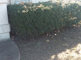 Leaf Removal by Edward Rodriguez for Dee C. in Fort Worth, TX