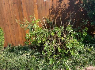 Bush Trimming by Charles Atkins for Dianna A. in Oklahoma City, OK