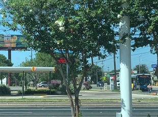 Bush Trimming by Jose Luis Rosas for Jilyla L. in Austin, TX